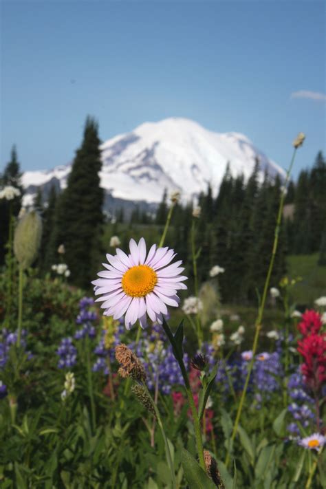 Mountain Daisy Flowers Of Rainier