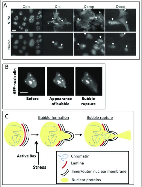 Stress Induced Npr And Sigrunb A Redistribution Of The Nuclear Protein