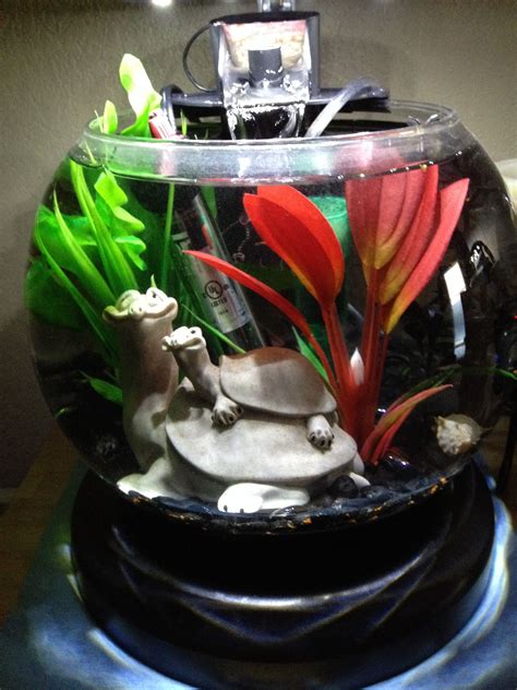 Better Betta Homes All Bettas Need At Least A Gallon If Space And Kept