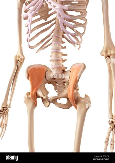 Pelvis Muscles High Resolution Stock Photography And Images Alamy