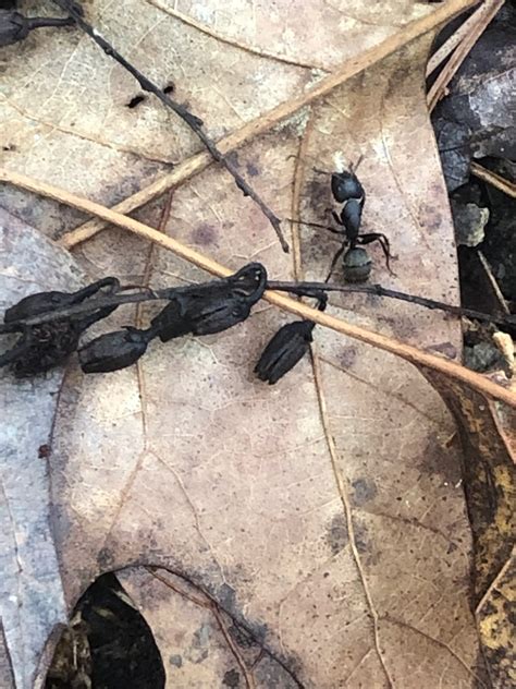 Eastern Black Carpenter Ant From Talladega National Forest Talladega