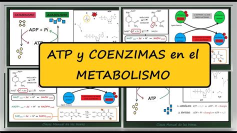 ATP y Coenzimas en el METABOLISMO Oxidación Reducción NAD FAD NADP