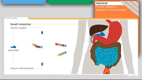 Trypsin Digestion Cartoon
