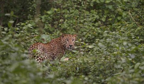 Bandipur Wildlife Tours