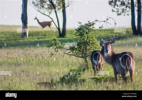 Game drive - safari animals in South-Africa Stock Photo - Alamy