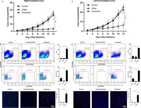 Cd T Cell Depletion Reverses The Anti Tumor Effect A The