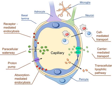 Mechanisms Of Transport Through The BBB Diffusion Transcellular