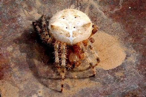 Cat Faced Spider Cross Spider Burns Oregon Rspiders
