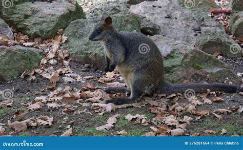 Swamp Wallaby (Wallabia Bicolor). Stock Photo - Image of animal ...