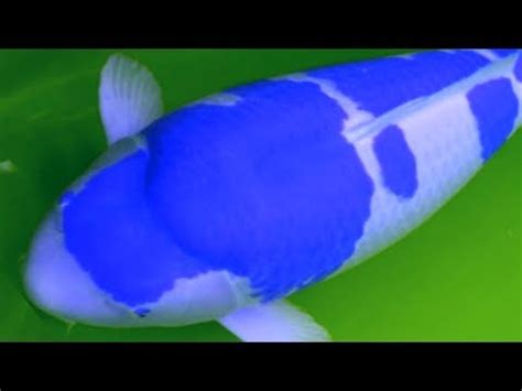 Top Most Beautiful Koi Fishes Most Expensive Koi Aquariums