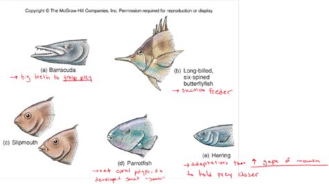 Lecture 8 Osteichthyes Vs Chondrichthyes Flashcards Quizlet