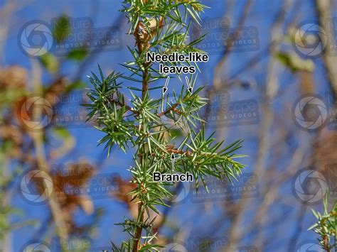 Juniperus Communis Common Juniper Leaf Leaf Juniperus Communis