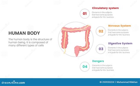 Infographic With Intestine Problems Diarrhea And Stomach Cartoon