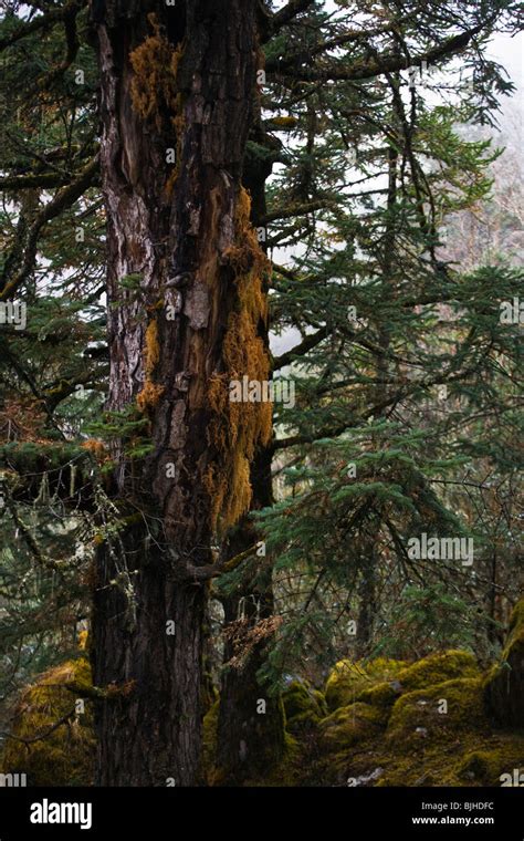 A Giant Douglas Fir Tree In A Healthy Forest On The Around Manaslu