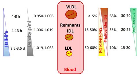 Half Life Density Cholesterol Triglyceride Relative Content And