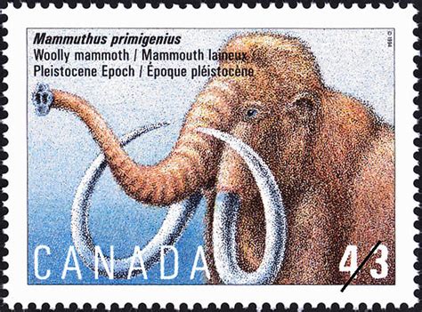 Mammuthus primigenius, Woolly Mammoth, Pleistocene Epoch - Canada ...