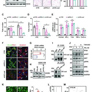 Ve Cad And Pd L Gene Knockdown Decreases Vascularization In Response