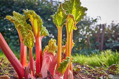 Rhubarb Growing Guides, Tips, and Information | Gardener's Path