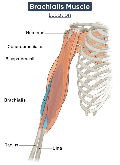 Brachialis Muscle - Action, Origin, Insertion, & Diagram