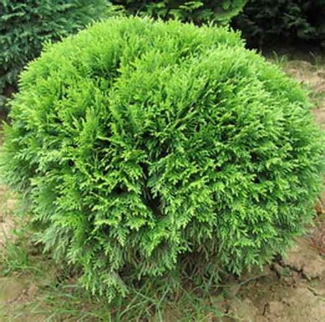 Thuja Occidentalis Danica Barbaris Ru