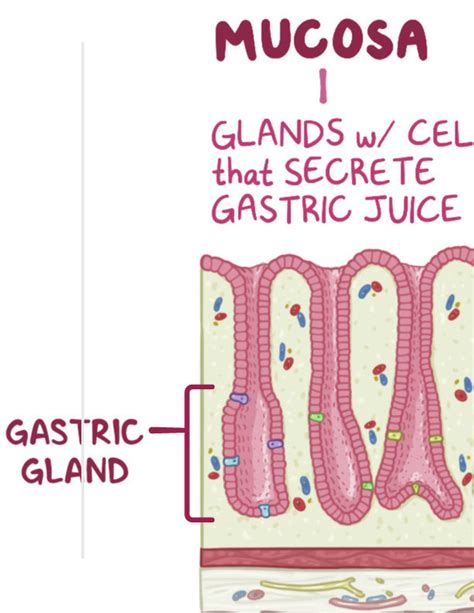 Upper Gastrointestinal Tract Notes Diagrams And Illustrations Osmosis