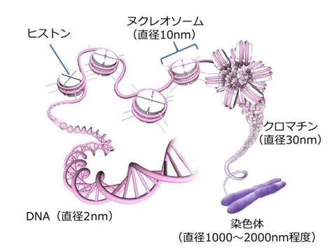 エピゲノム入門 1 1 なぜエピゲノムを知ることが重要なのか 株式会社rhelixa（レリクサ）