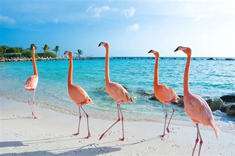 Flamingo - Facts and Beyond | Biology Dictionary