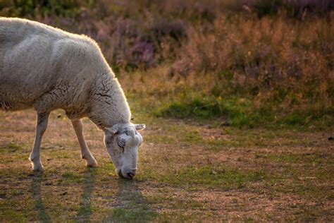 Premium Photo I Am A Sheep What Are You Sheep Grazing In A Heather