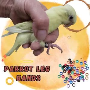 Parrot Biting Teach Your Green Cheek Conure Not To Bite