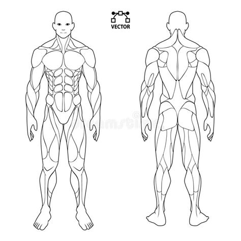 Human Body Anatomy Male Man Front And Back Muscular System Of Muscles