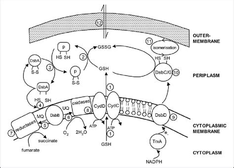 Proposed role of GSH in periplasmic redox homeostasis. GSH synthesized ...