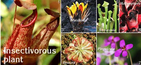 Insectivorous Plants- Name, Definition and Examples