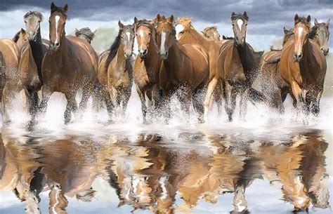 Wild Horses Wallpapers - Wallpaper Cave