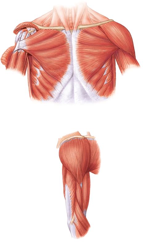 Outer Muscles Of Pectoral Girdle Diagram Quizlet