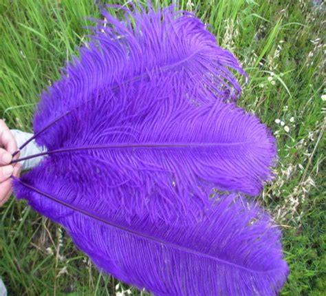 Wholesale 50pcs Lot Beautiful Purple Ostrich Feathers Feather Length