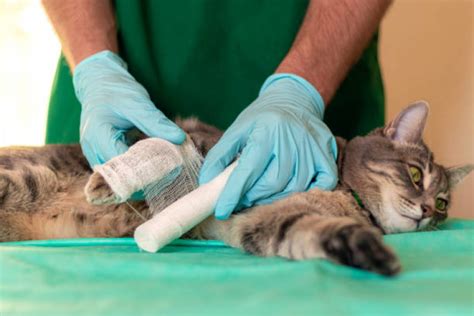 Ortopedista Veterinario Zona Sul Cemevet Centro M Dico Veterin Rio