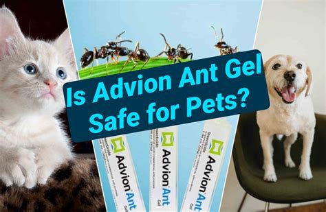 Is Advion Ant Gel Safe For Pets How To Use The Bait Safely