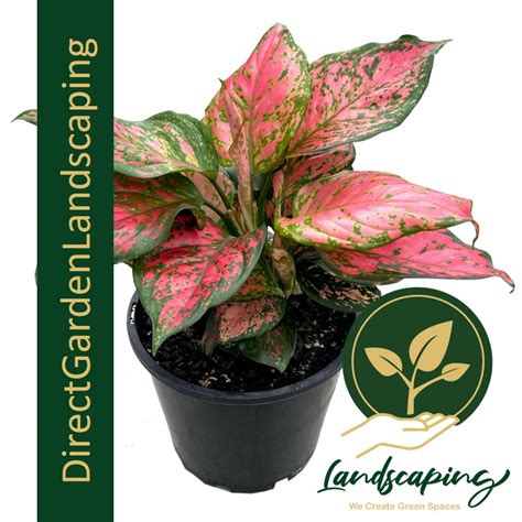 Aglaonema Red Valentine Singapore S Gardening Landscaping Company