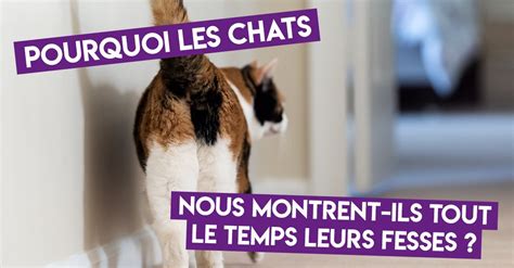 Journ E Mondiale Du Chat Pourquoi Les F Lins Aiment Ils Autant Nous