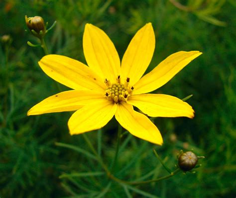 Coreopsis M S De Plantas Y Flores Del Mundo