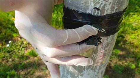 Comment se débarrasser des fourmis dans les arbres fruitiers et éviter