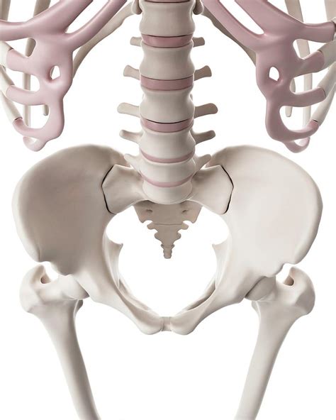 Pelvic Bones By Sebastian Kaulitzki Science Photo Library