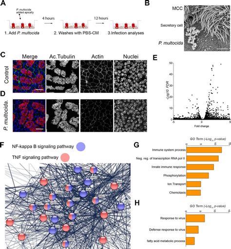 Pasteurella multocida infection characterization in airway epithelial... | Download Scientific ...