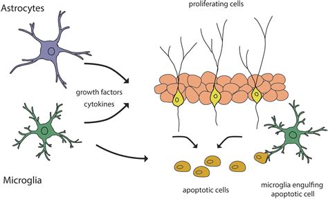 Frontiers The Extracellular Matrix Glycoprotein Tenascin C And Adult