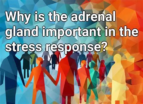 Why Is The Adrenal Gland Important In The Stress Response