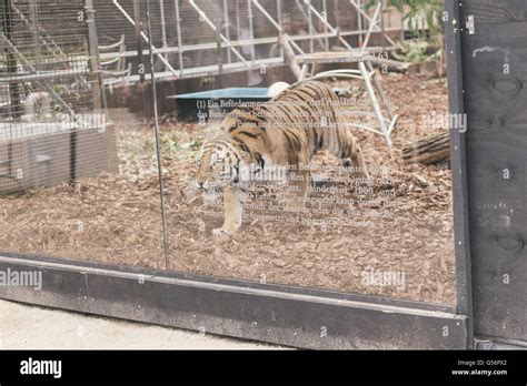 Berlin Berlin Germany 21st June 2016 One Of The Four Tigers Inside