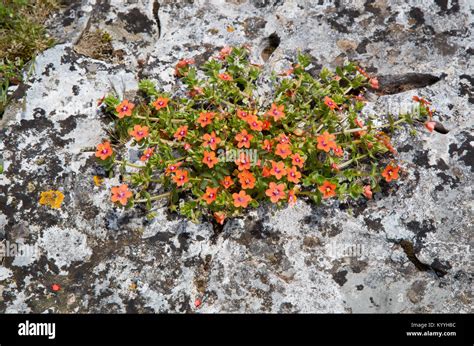 Scarlet Pimpernel Anagallis Arvensis Growing On Limestone Rocks At