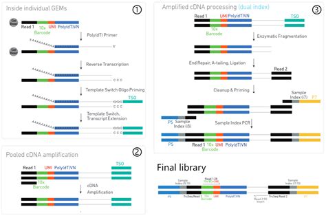 Github Yujinglin123scrna Seq Course