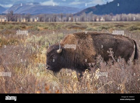 American Bison Bison Bison Grazing In The Grand Teton National Park