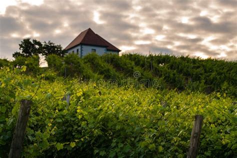 Weinberg Mit Reihen Der Weinrebe Im Sonnenaufgang Sonnenuntergang Mit